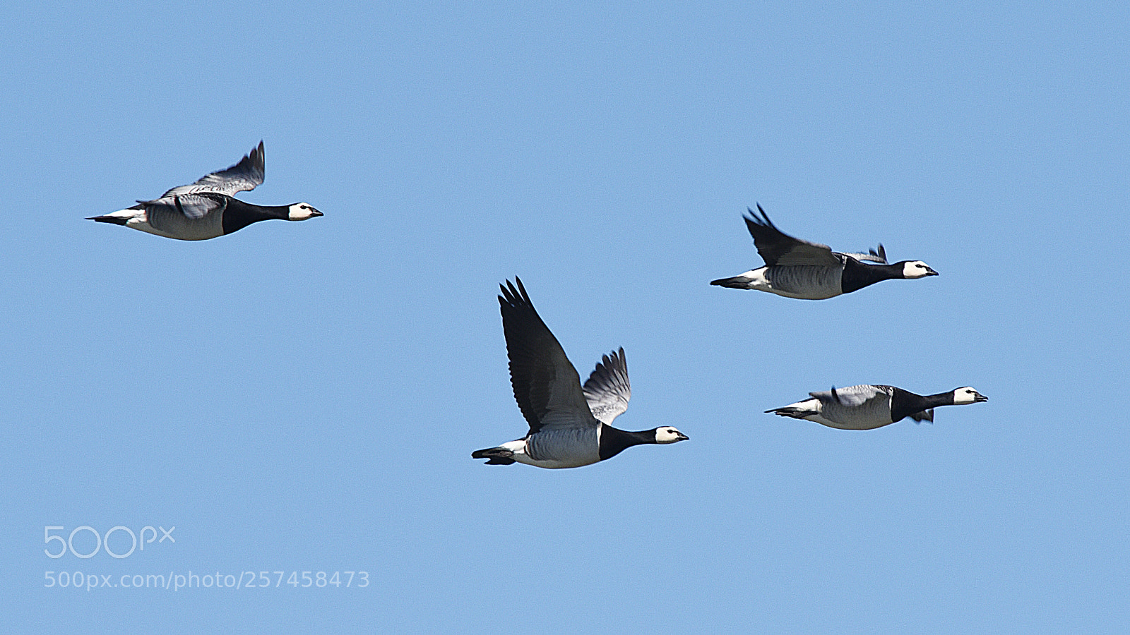 Nikon D750 sample photo. Barnacle goose photography