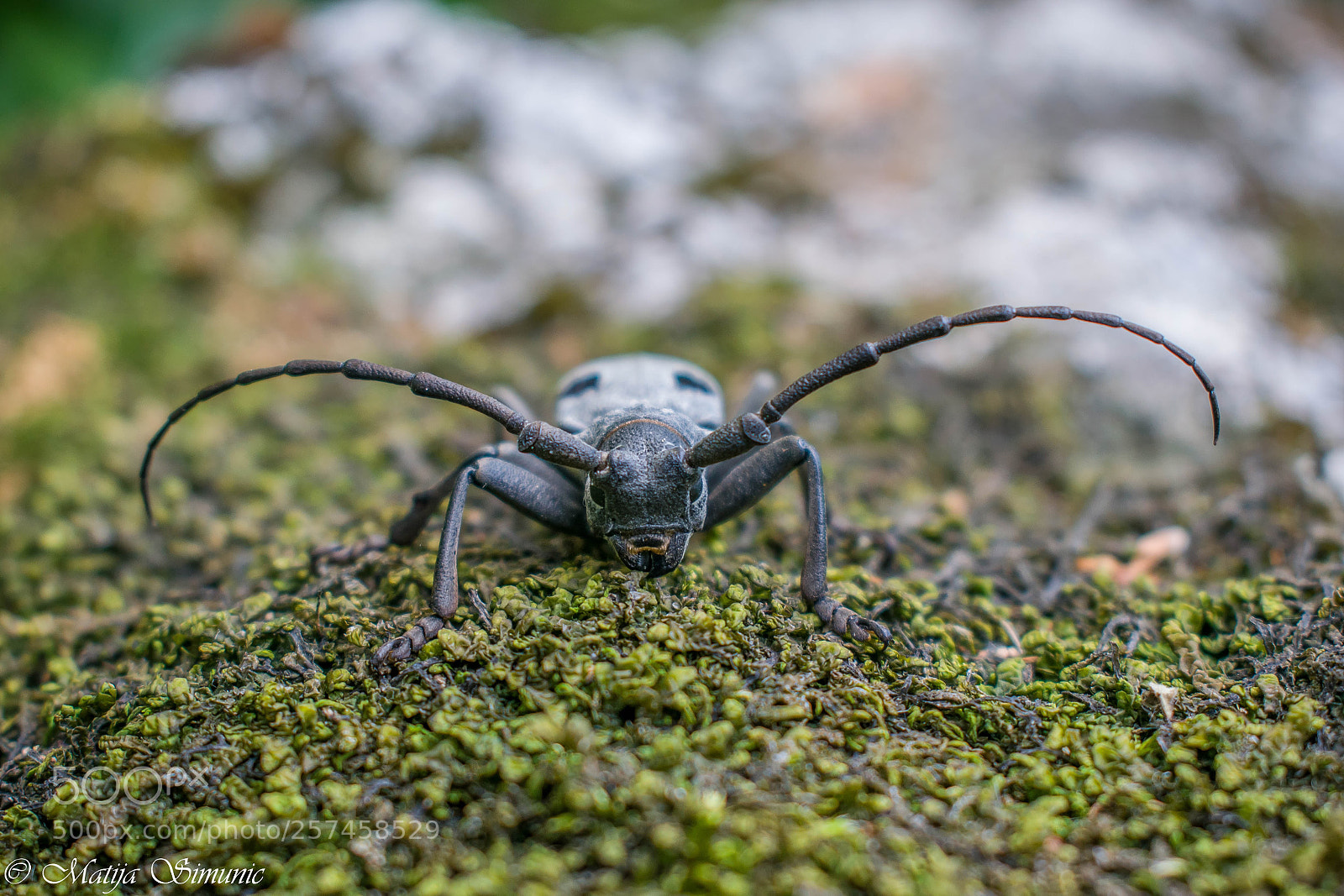 Nikon D5300 sample photo. Morimus asper funereus photography