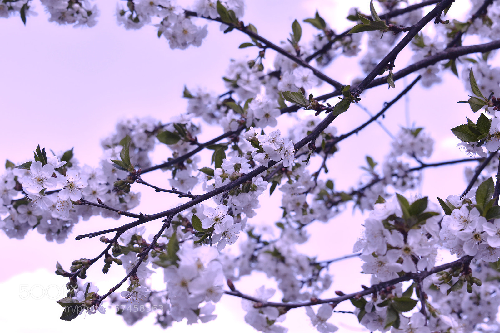 Nikon D3400 sample photo. Нежность - в цветах photography