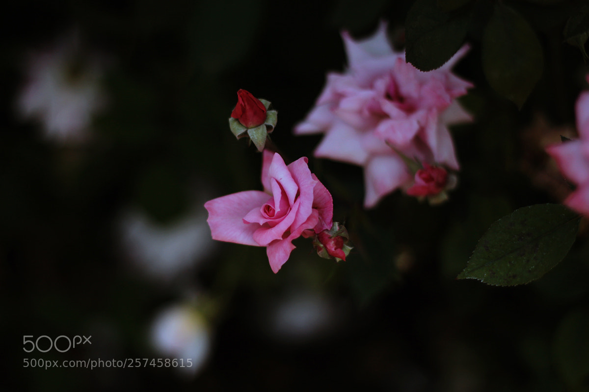 Canon EOS 500D (EOS Rebel T1i / EOS Kiss X3) sample photo. [ sometime, 2014 ] photography