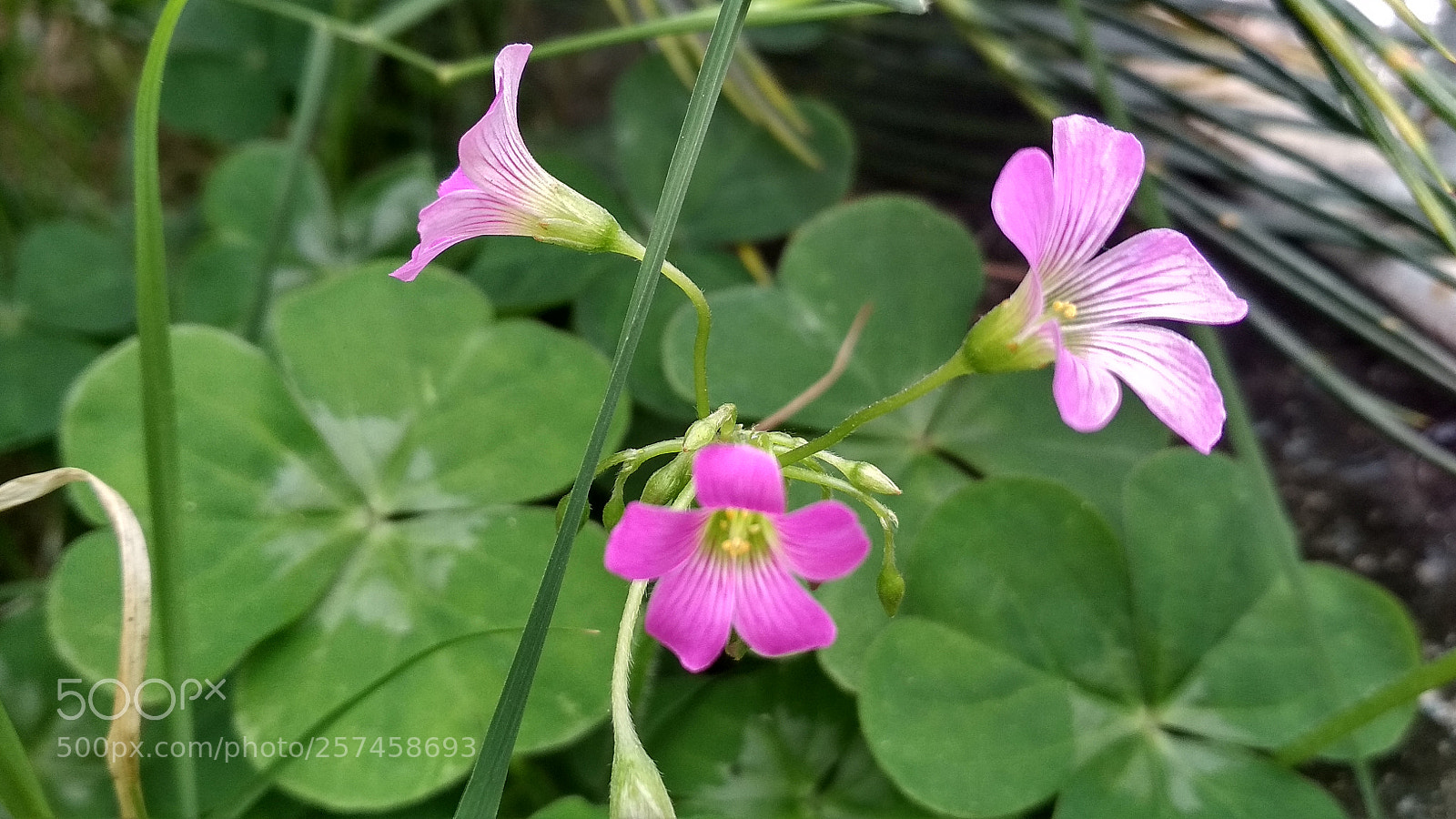 Xiaomi Redmi 4X sample photo. Untitled photography