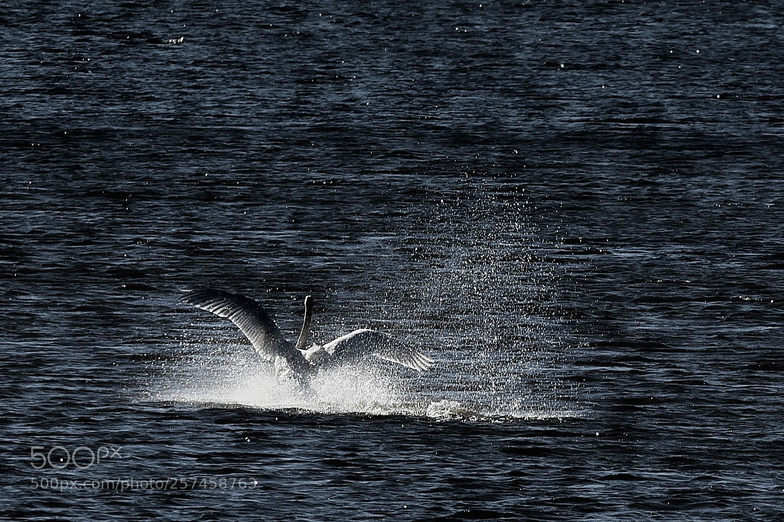 Nikon D750 sample photo. Splash photography
