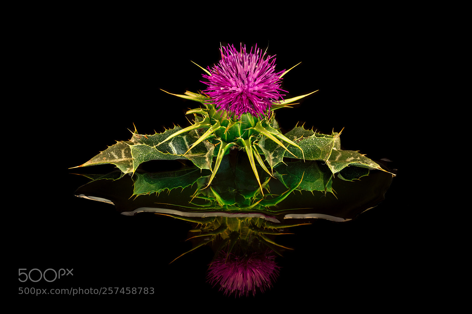 Canon EOS 5DS R sample photo. Cactus flower reflection photography