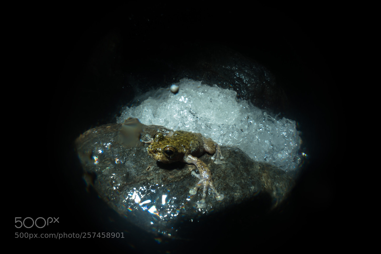 Sony Cyber-shot DSC-RX100 IV sample photo. Waterfall frog (litoria nannotis) photography