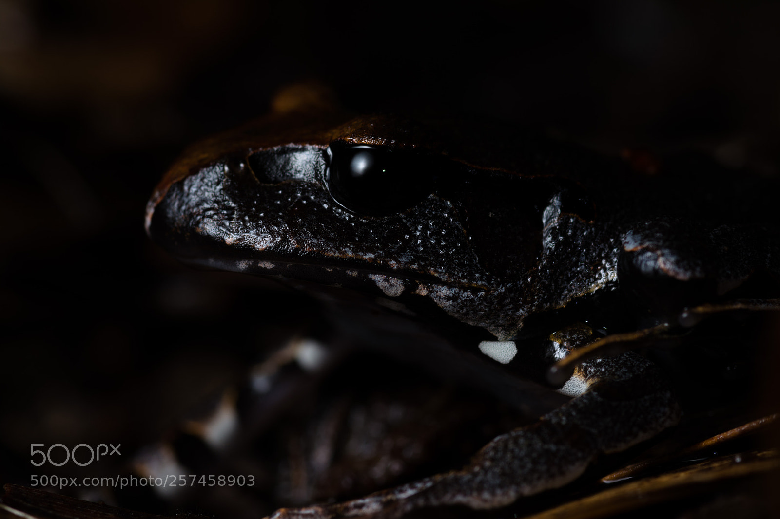 Nikon D5200 sample photo. Young northern barred frog photography