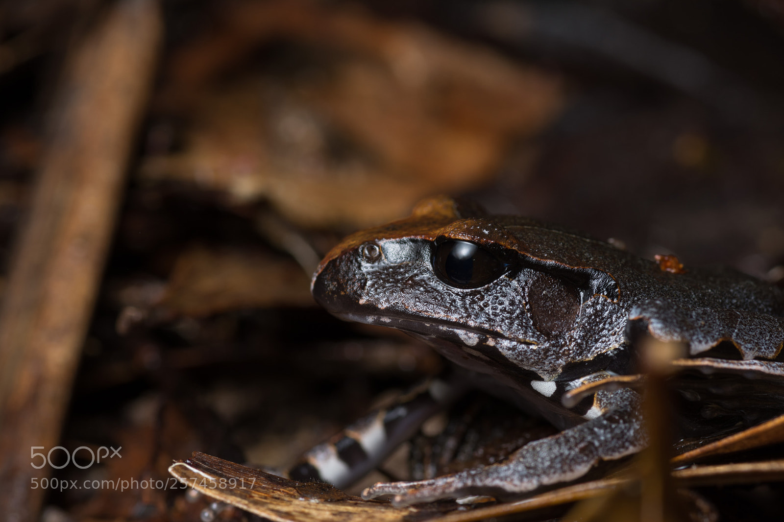 Nikon D5200 sample photo. Young northern barred frog photography