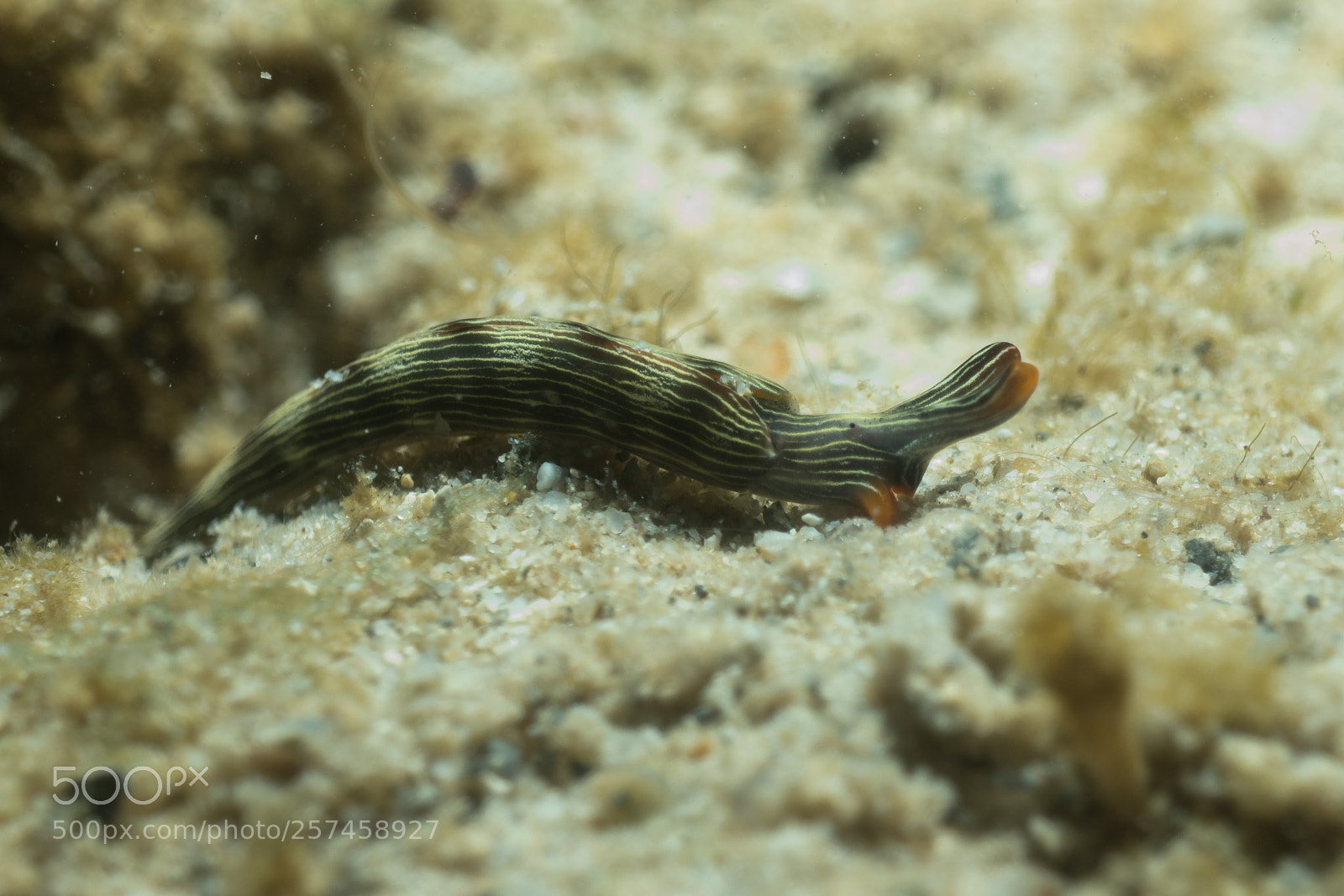 Sony Cyber-shot DSC-RX100 IV sample photo. Thuridilla gracilis photography