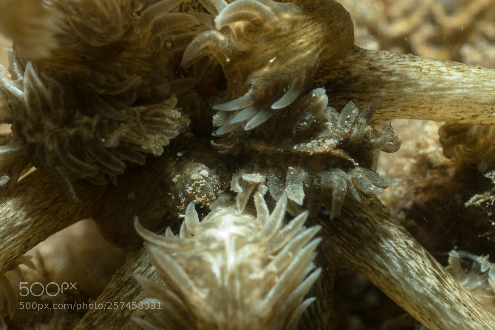 Sony Cyber-shot DSC-RX100 IV sample photo. Sea cucumber feeding photography