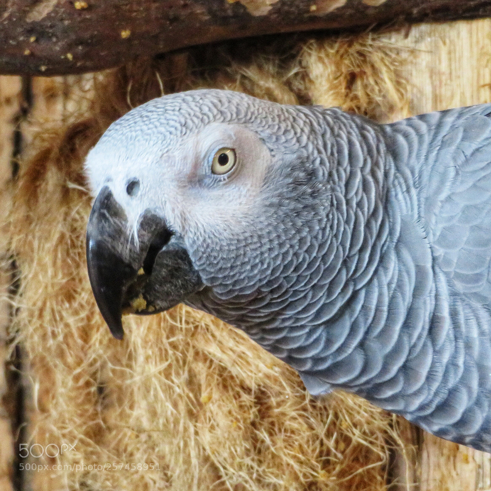 Canon PowerShot SX720 HS sample photo. African grey parrot photography