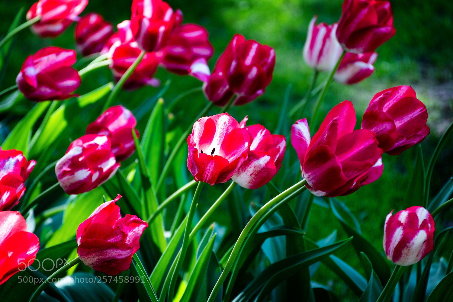 Nikon D5500 sample photo. ... photography