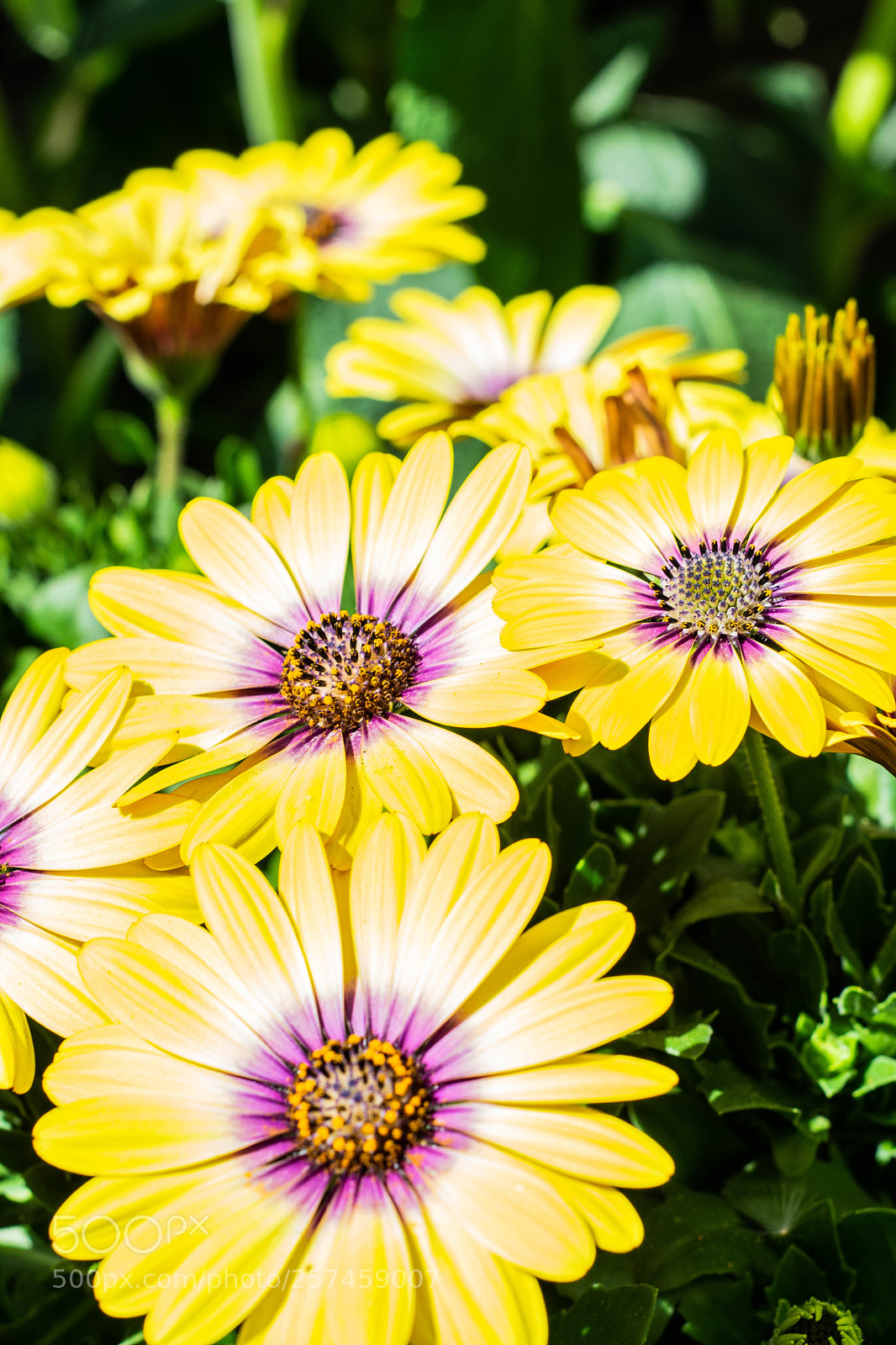 Nikon D3300 sample photo. Sunshine photography