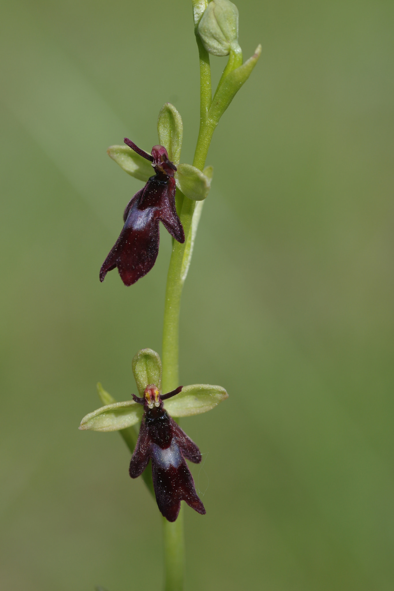 Pentax K-3 sample photo. Ophrys mouche photography
