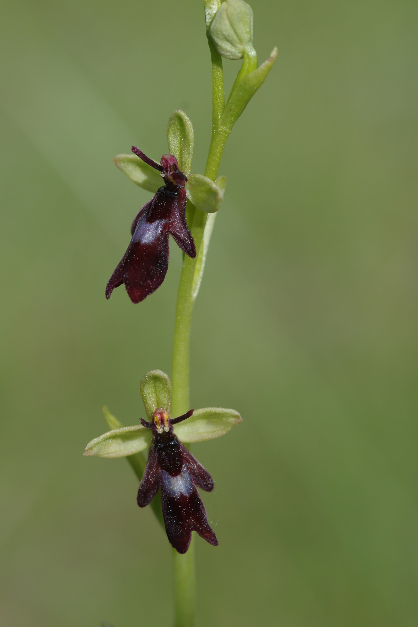 Pentax K-3 + Tamron SP AF 90mm F2.8 Di Macro sample photo. Ophrys mouche photography