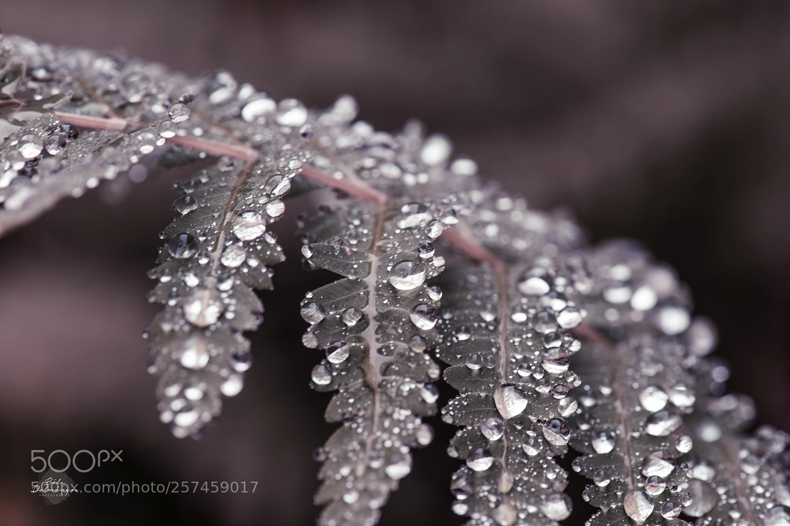 Nikon D810 sample photo. Pearls photography