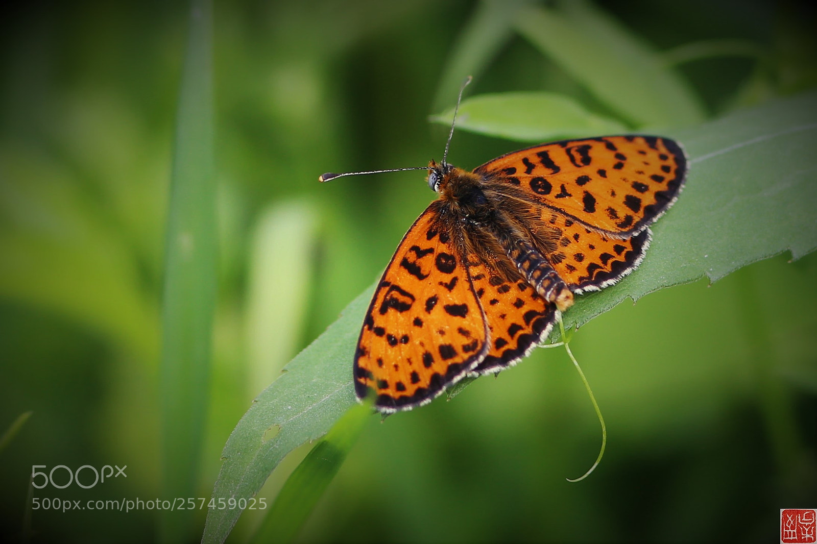 Canon EOS 6D sample photo. Melitaea didyma photography