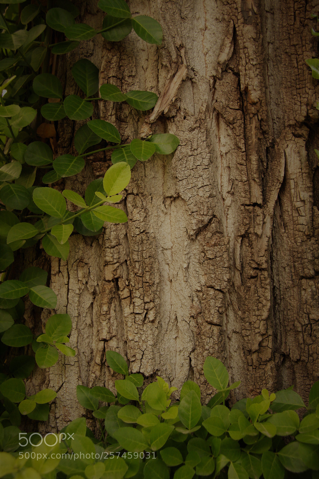 Canon EOS 700D (EOS Rebel T5i / EOS Kiss X7i) sample photo. Quite. photography