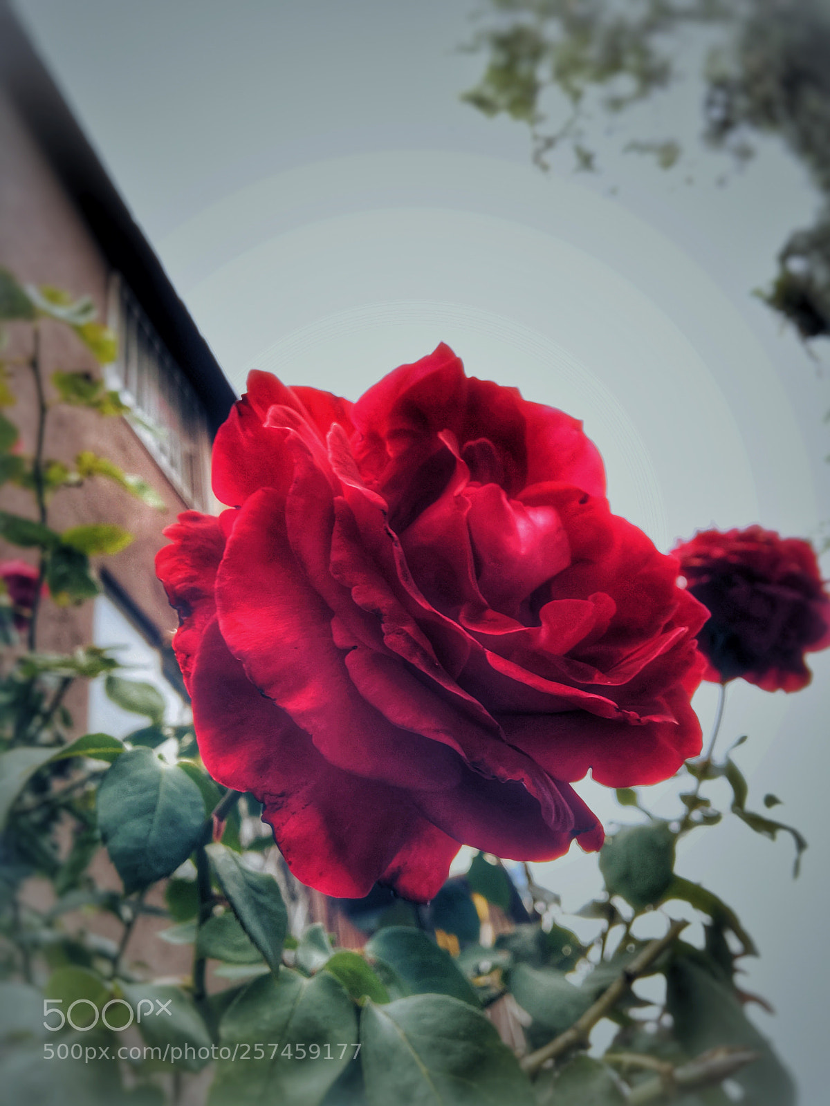 Apple iPhone 6s sample photo. Untitled photography