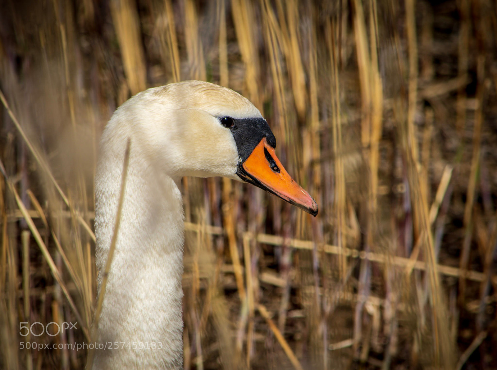 Nikon D7200 sample photo. Periscope photography
