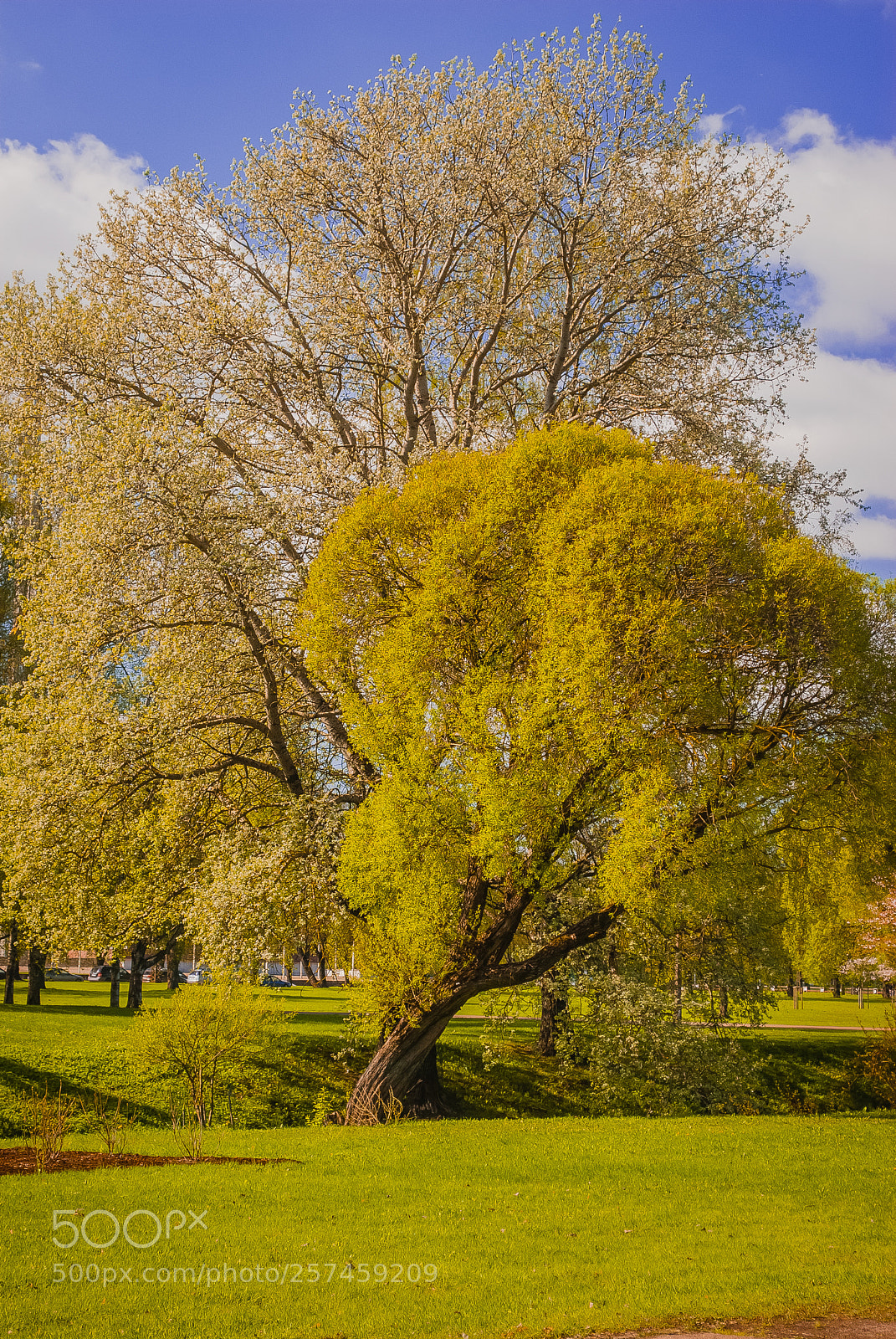 Nikon D60 sample photo. Āgenskalns, latvia. два дерева photography