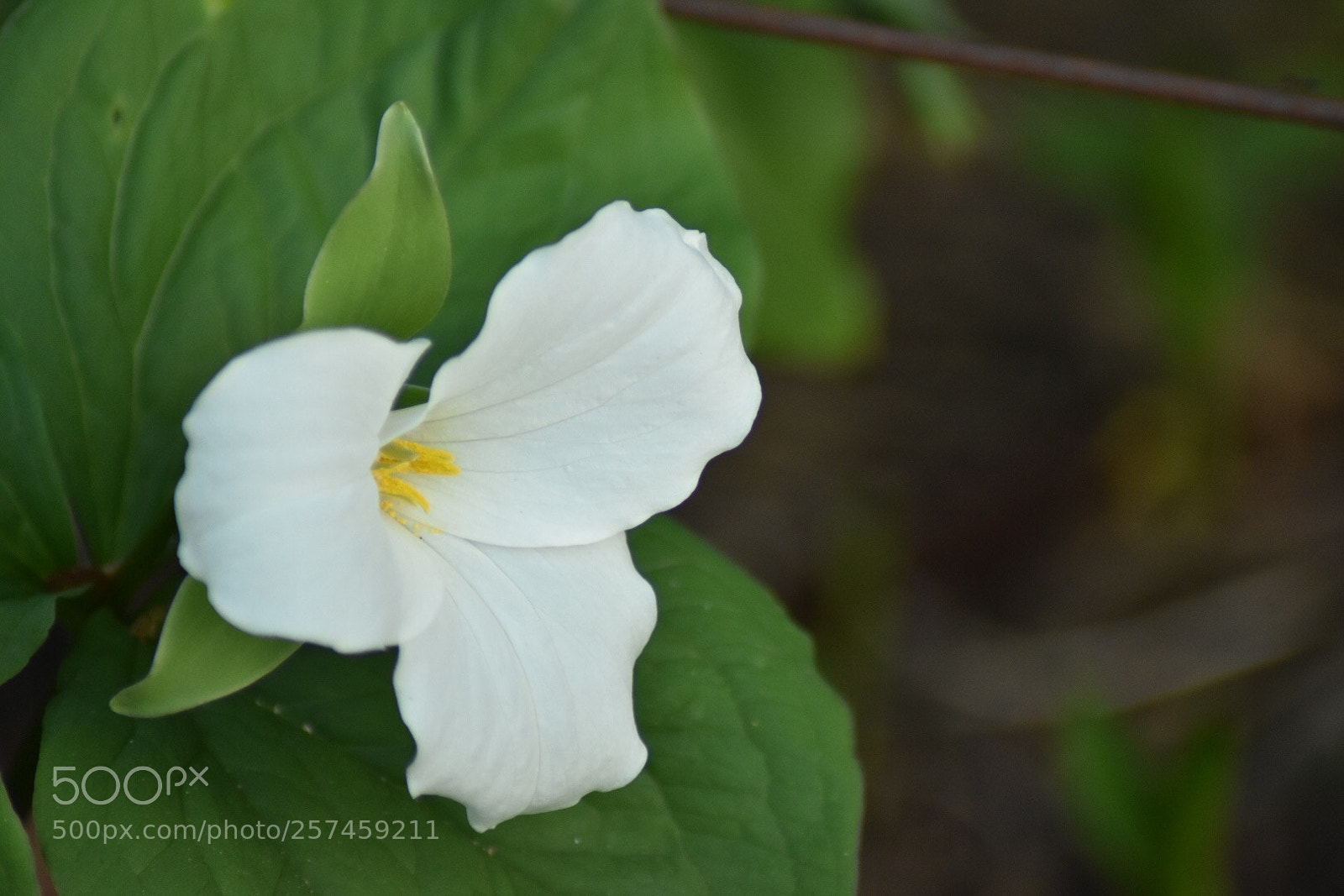 Nikon D3400 sample photo. Trillium photography
