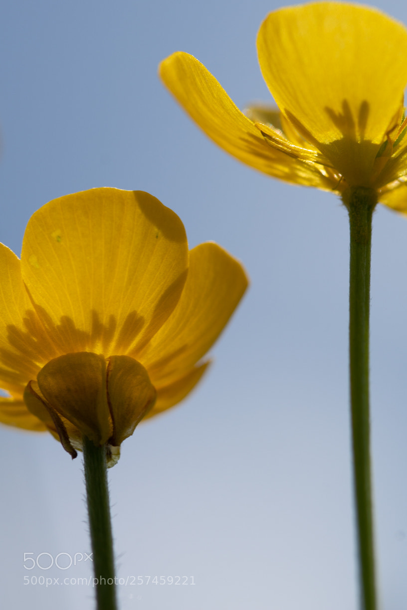 Sony ILCA-77M2 sample photo. Spring is here again ... photography