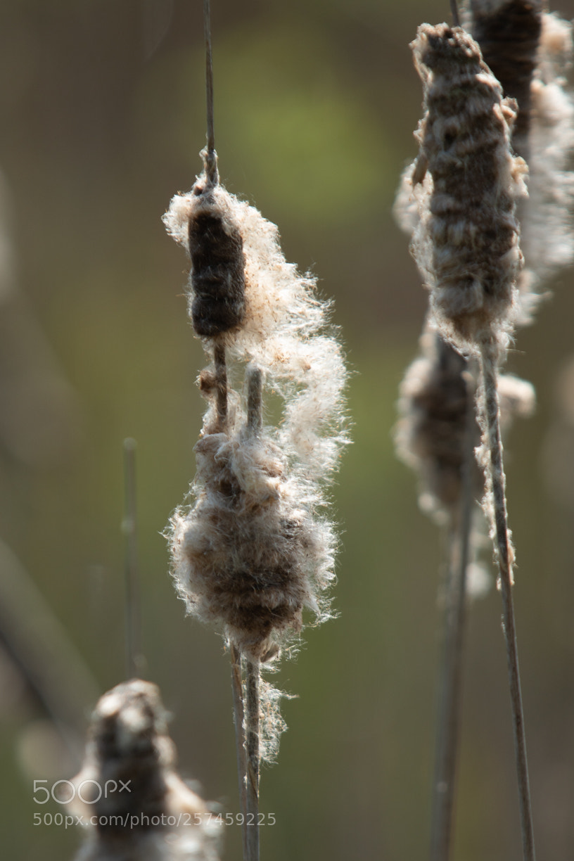 Sony ILCA-77M2 sample photo. Spring is here again ... photography
