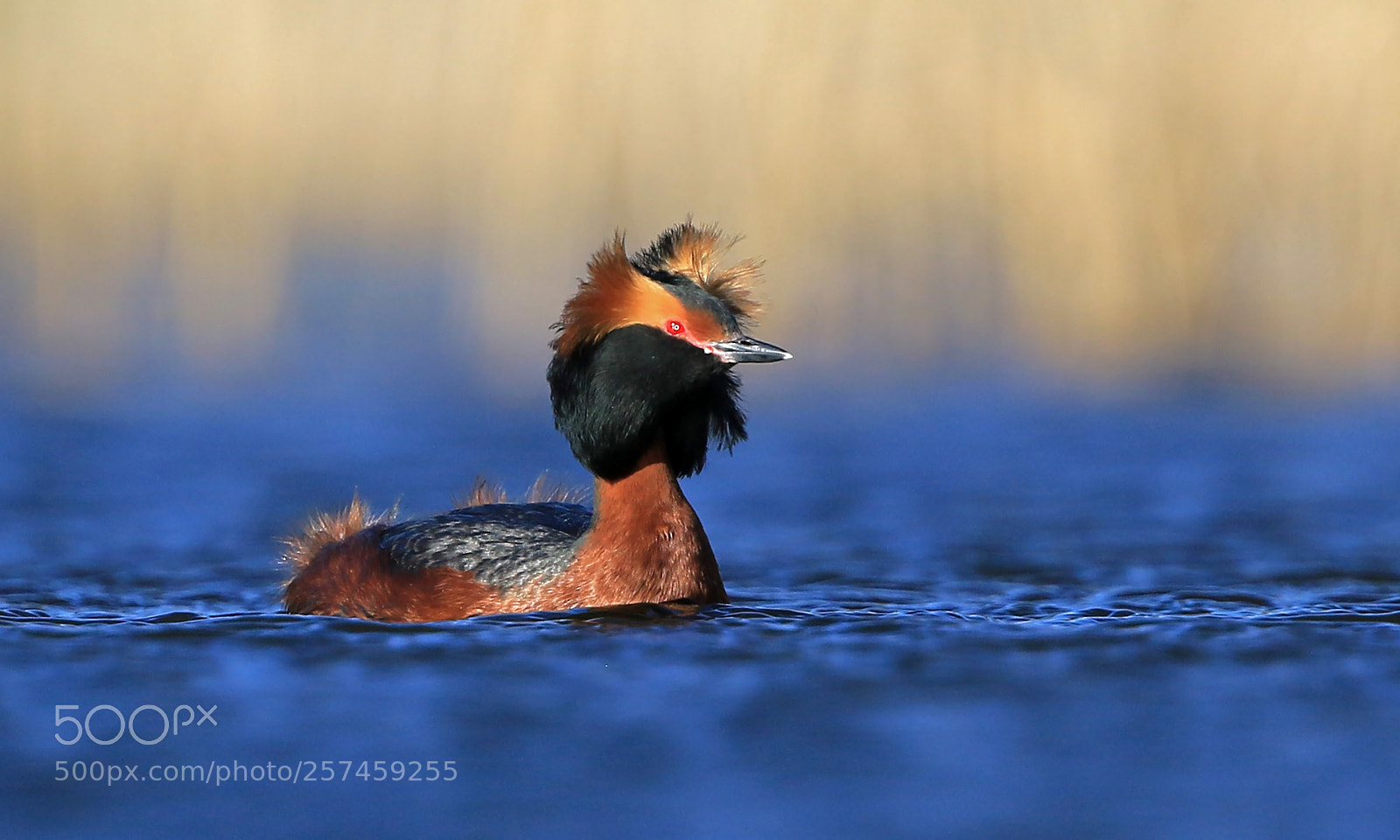 Canon EOS 7D Mark II sample photo. Horned grebe a windy photography