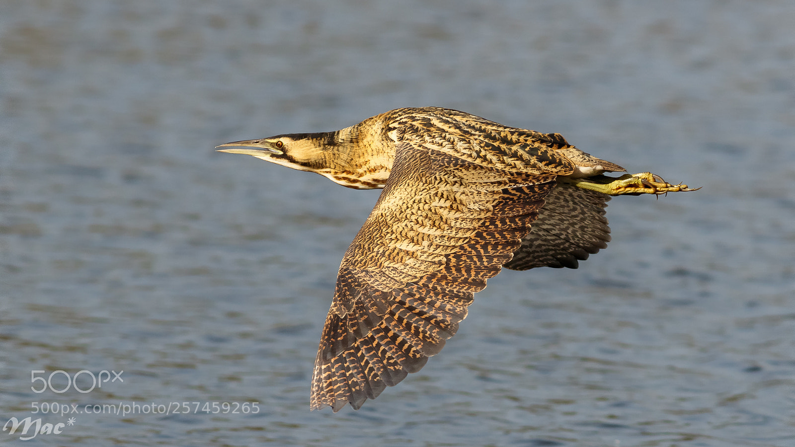 Canon EOS 7D Mark II sample photo. Eurasian bittern photography