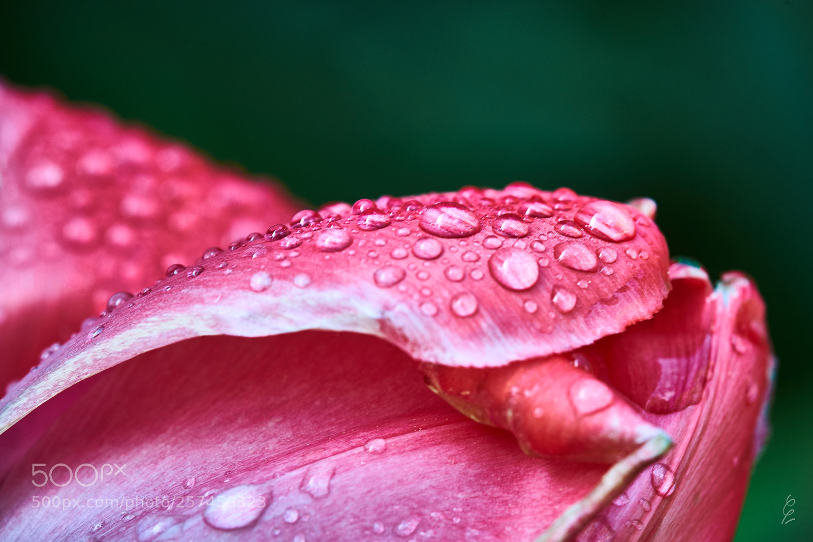 Sony SLT-A99V sample photo. Tulip in the morning photography