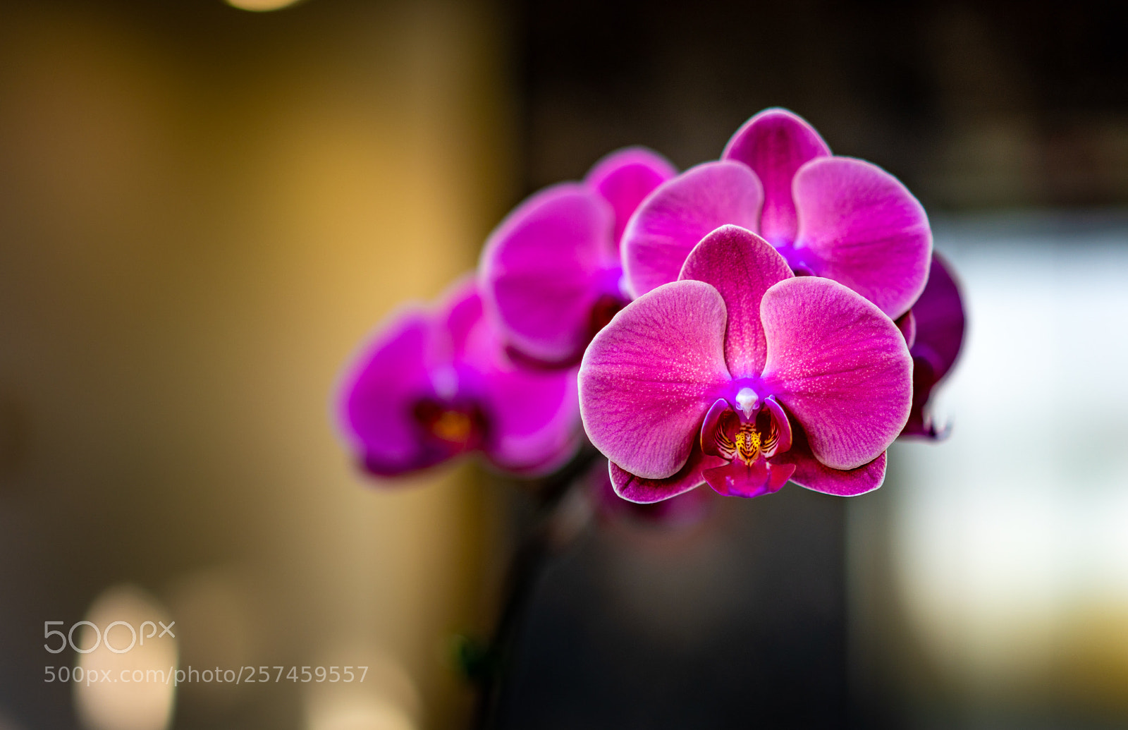 Sony a7R III sample photo. Orchids or alien face photography