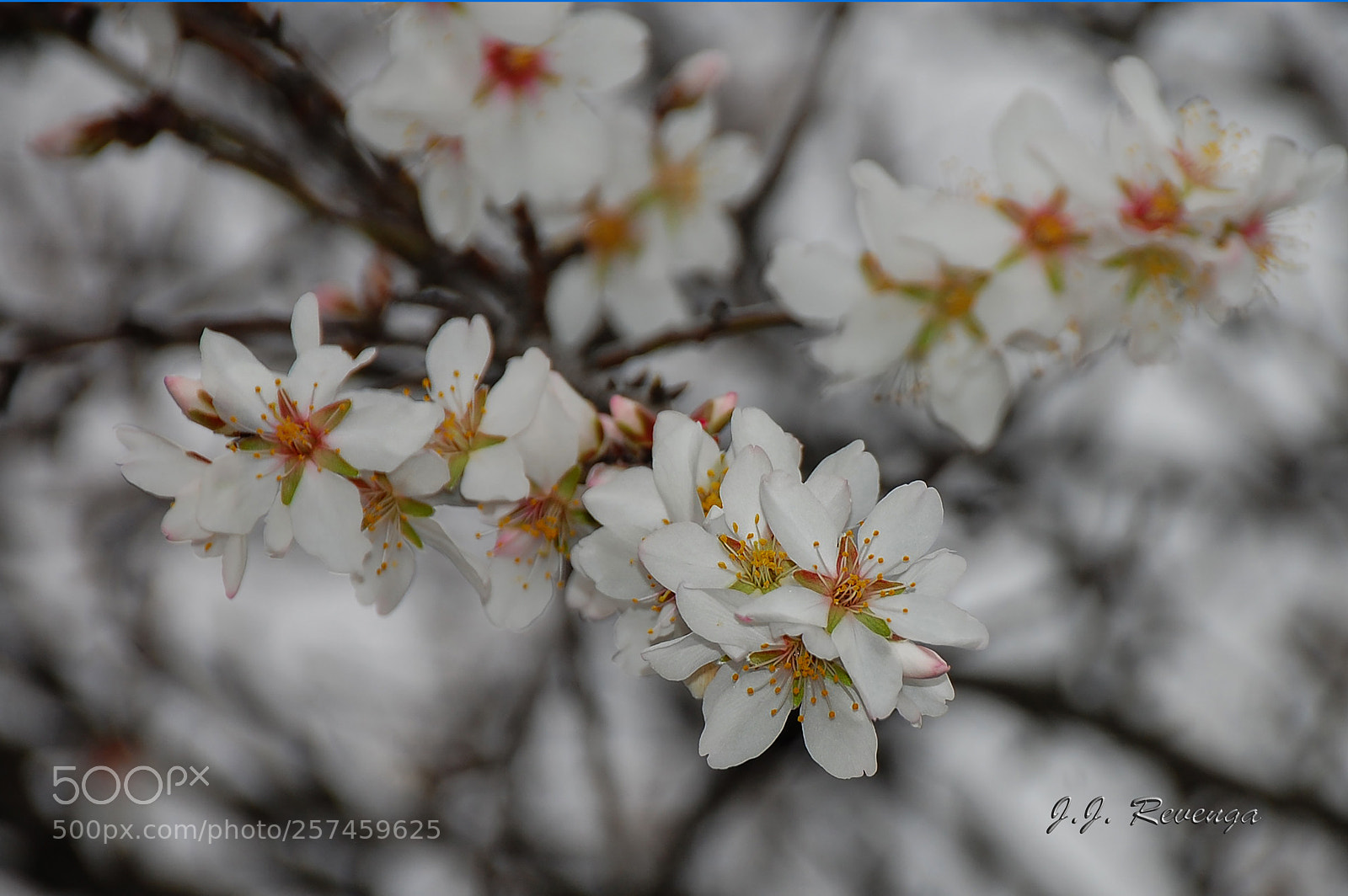 Nikon D40 sample photo. Primavera photography