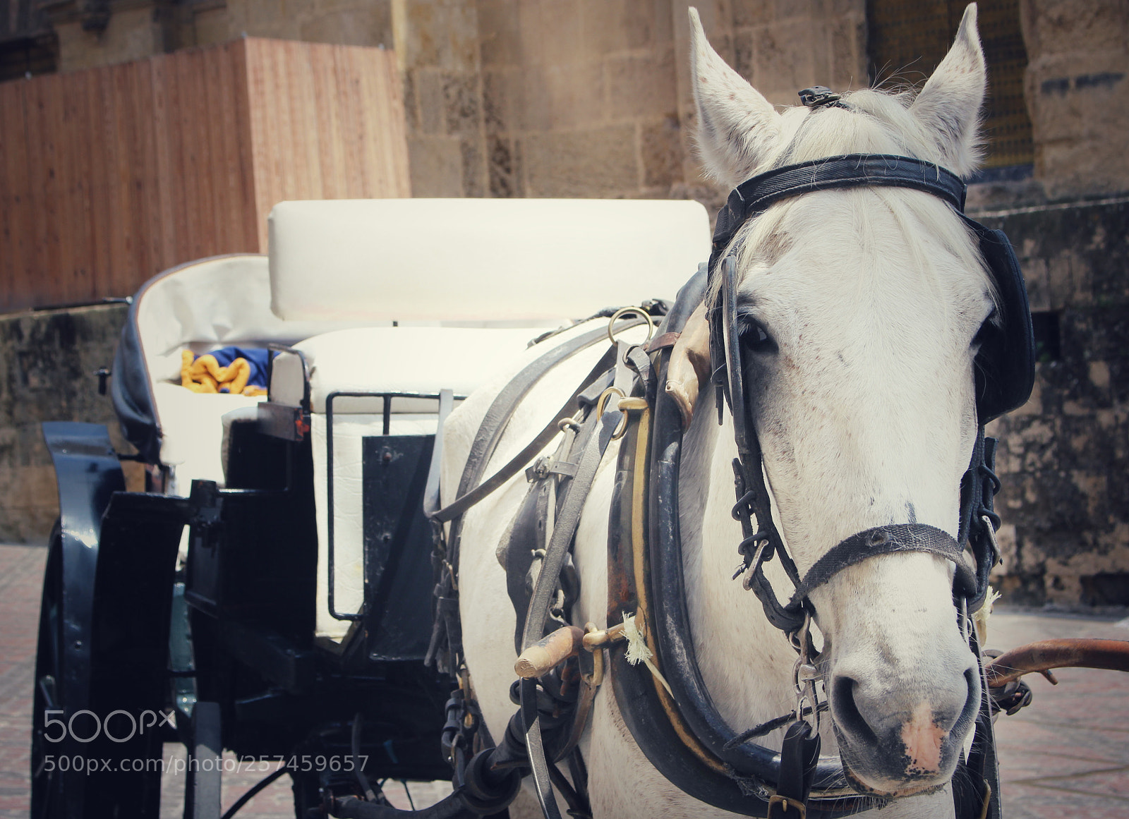 Canon EOS 700D (EOS Rebel T5i / EOS Kiss X7i) sample photo. Calesa de caballos photography