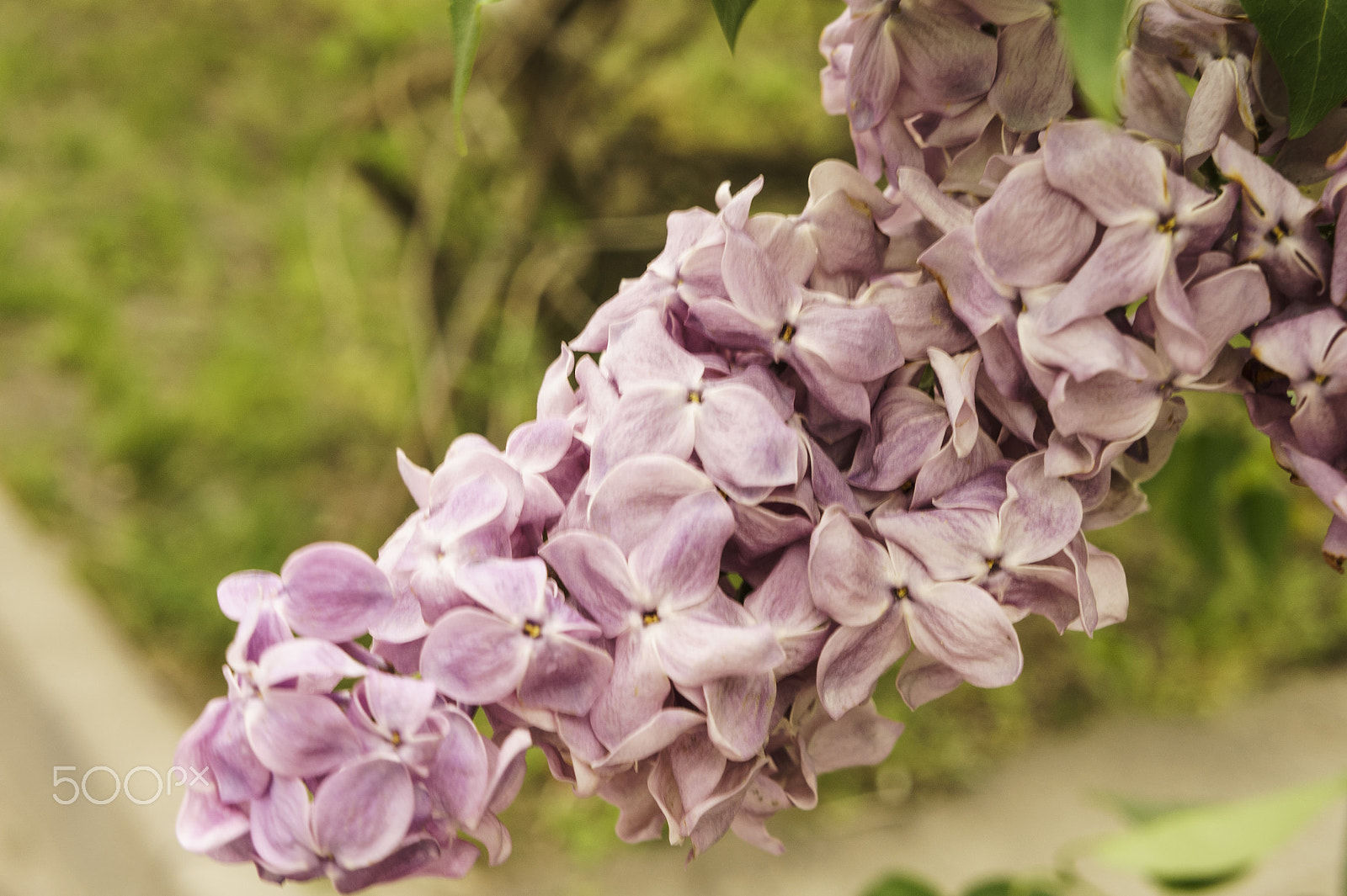 Sony Alpha NEX-5 sample photo. А branch of lilac. color  delicate purple. photography
