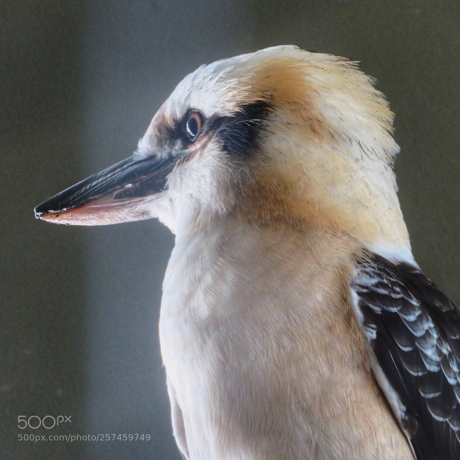 Canon PowerShot SX720 HS sample photo. Kookaburra profile photography