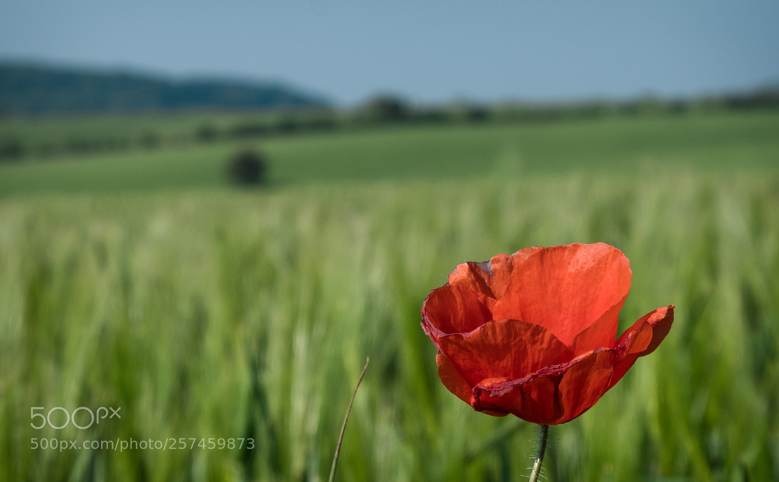 Fujifilm X-T20 sample photo. Farbtupfer photography