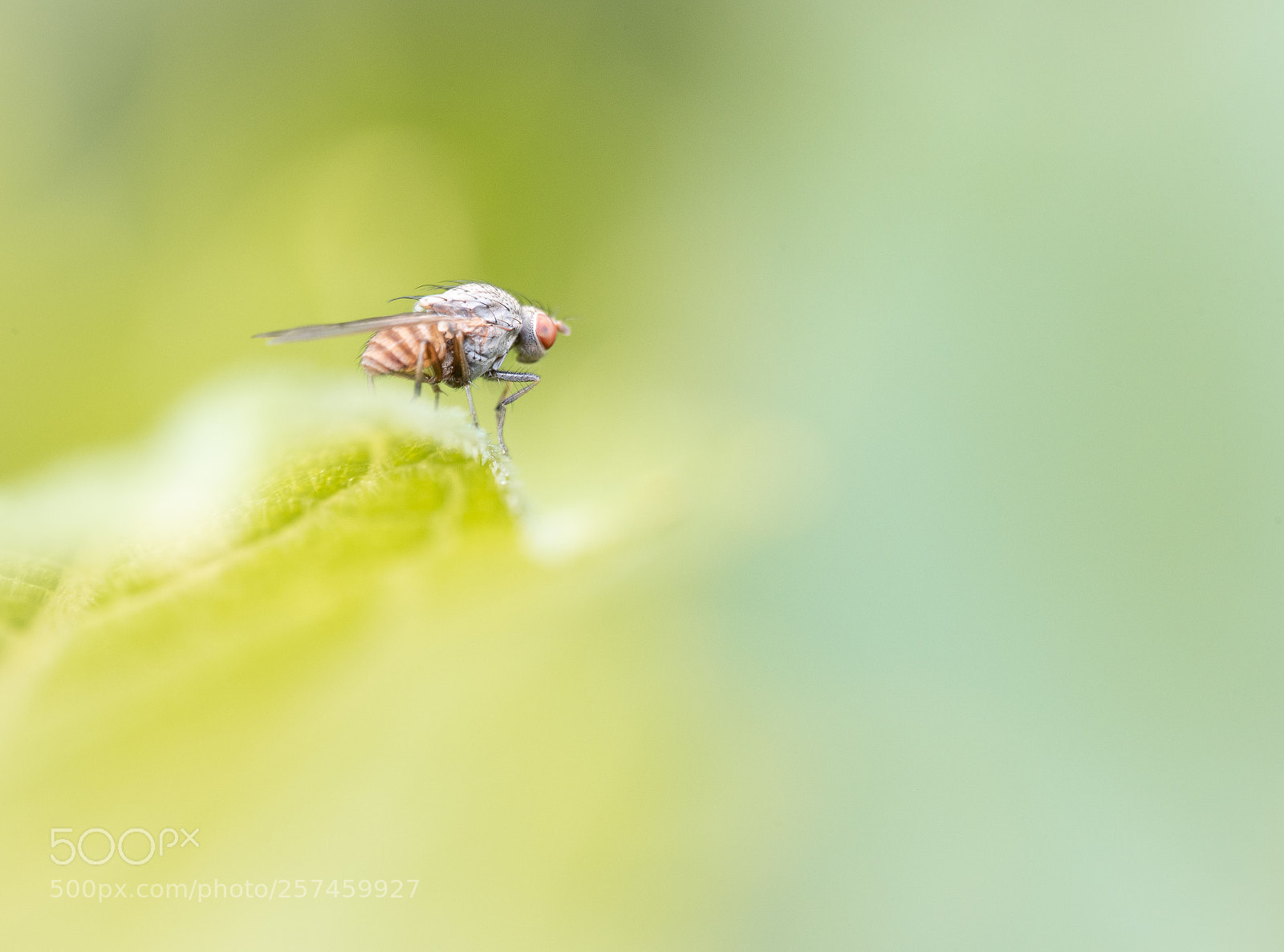 Nikon D750 sample photo. Fly into the green photography