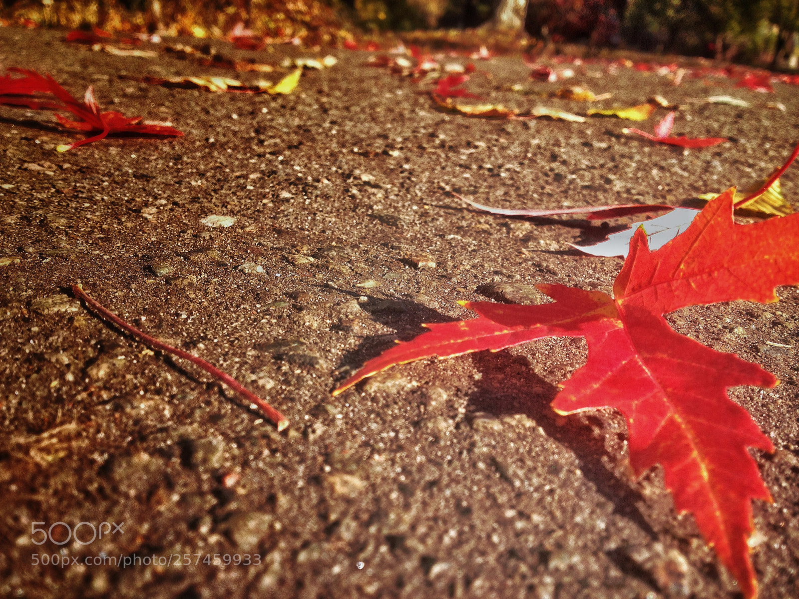 Apple iPhone 4S sample photo. упавший /fallen photography