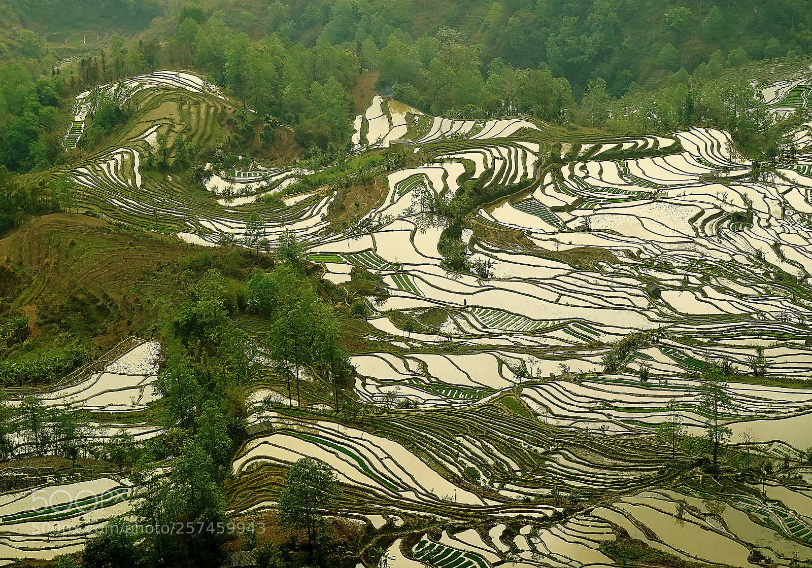Sony a7S II sample photo. Terraced fields. photography