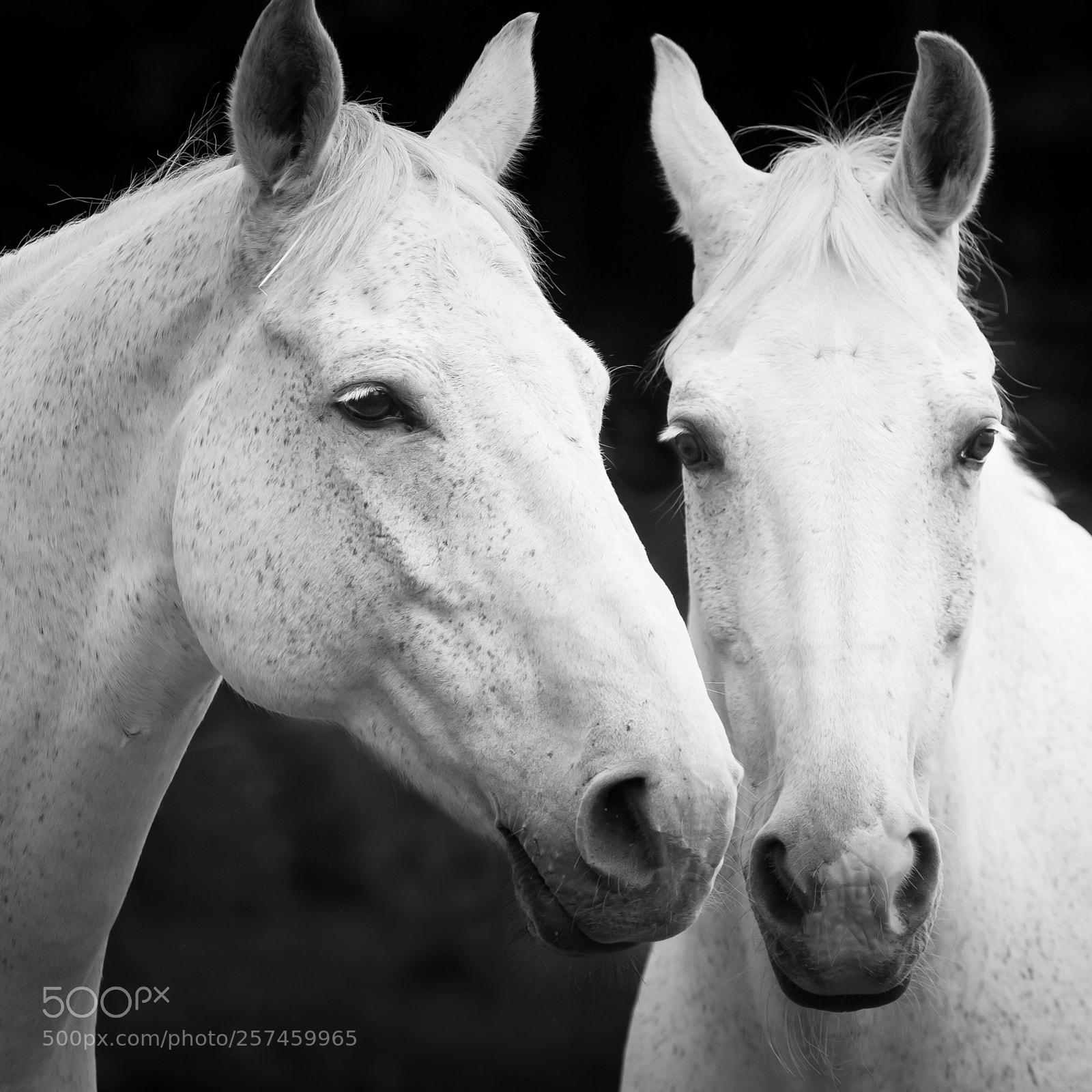 Canon EOS 450D (EOS Rebel XSi / EOS Kiss X2) sample photo. Horses photography