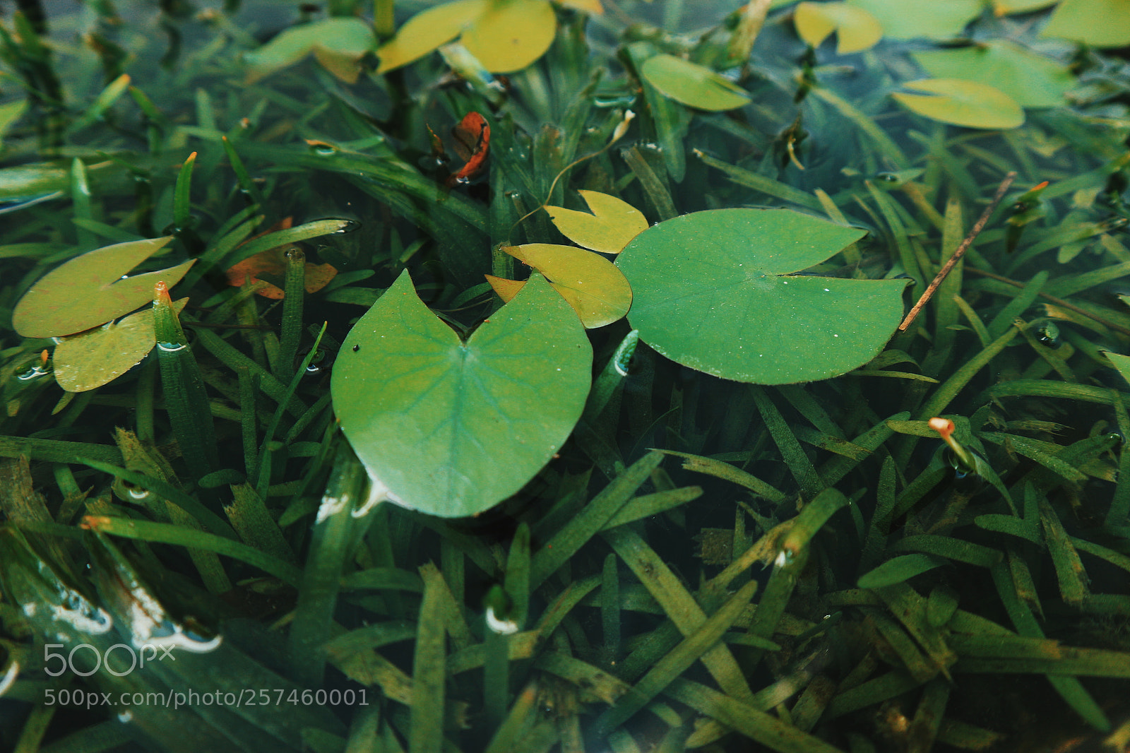 Canon EOS M10 sample photo. Green photography