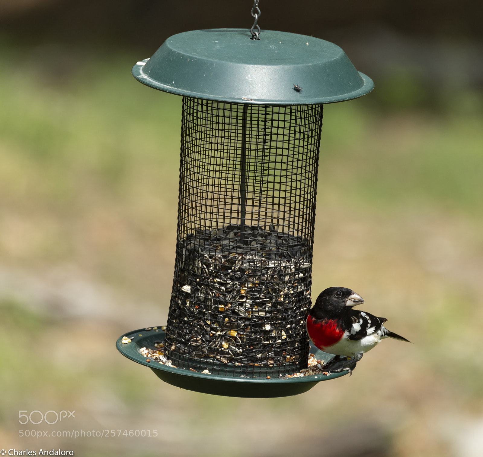 Canon EOS 6D sample photo. Rose breasted grossbeak photography