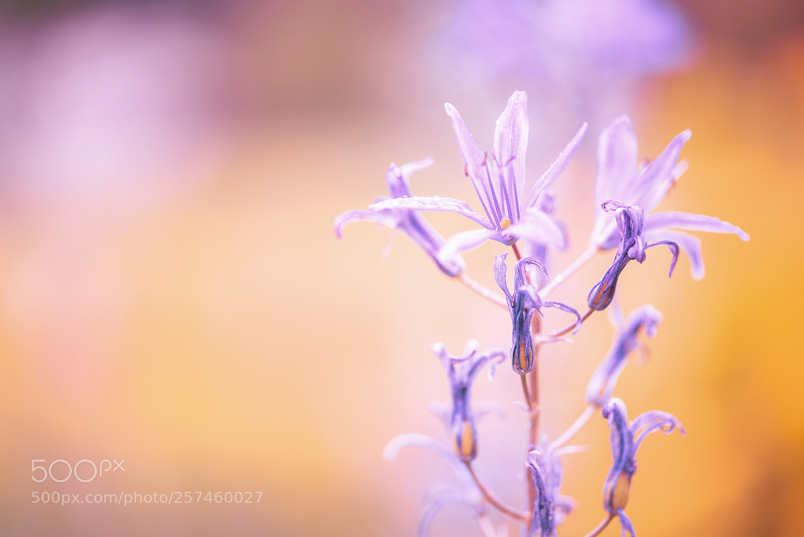 Nikon D750 sample photo. Bearbeitet photography