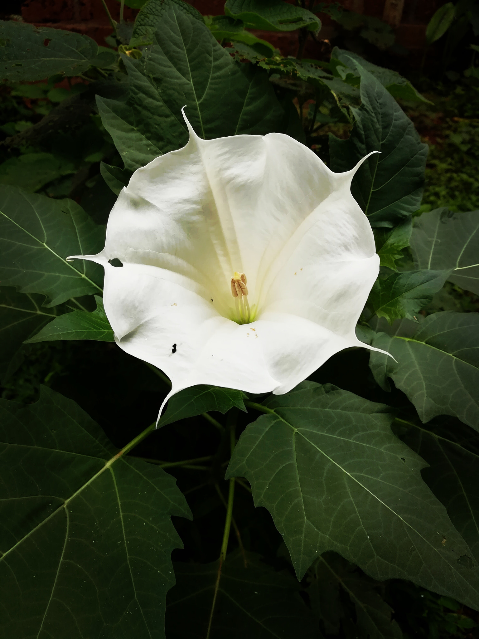 HUAWEI honor 6x sample photo