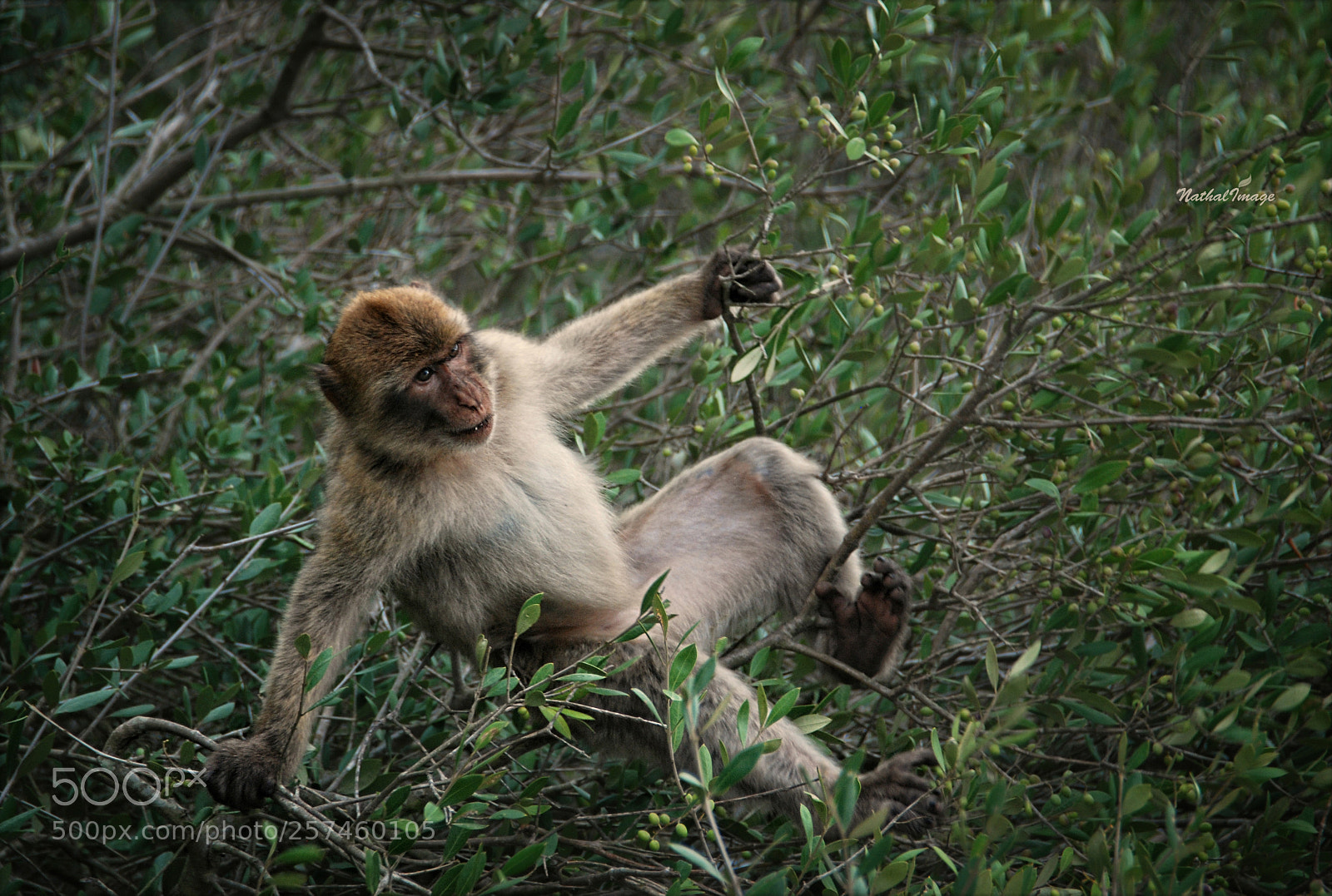 Nikon D80 sample photo. ~ cirque du macaque ~ photography