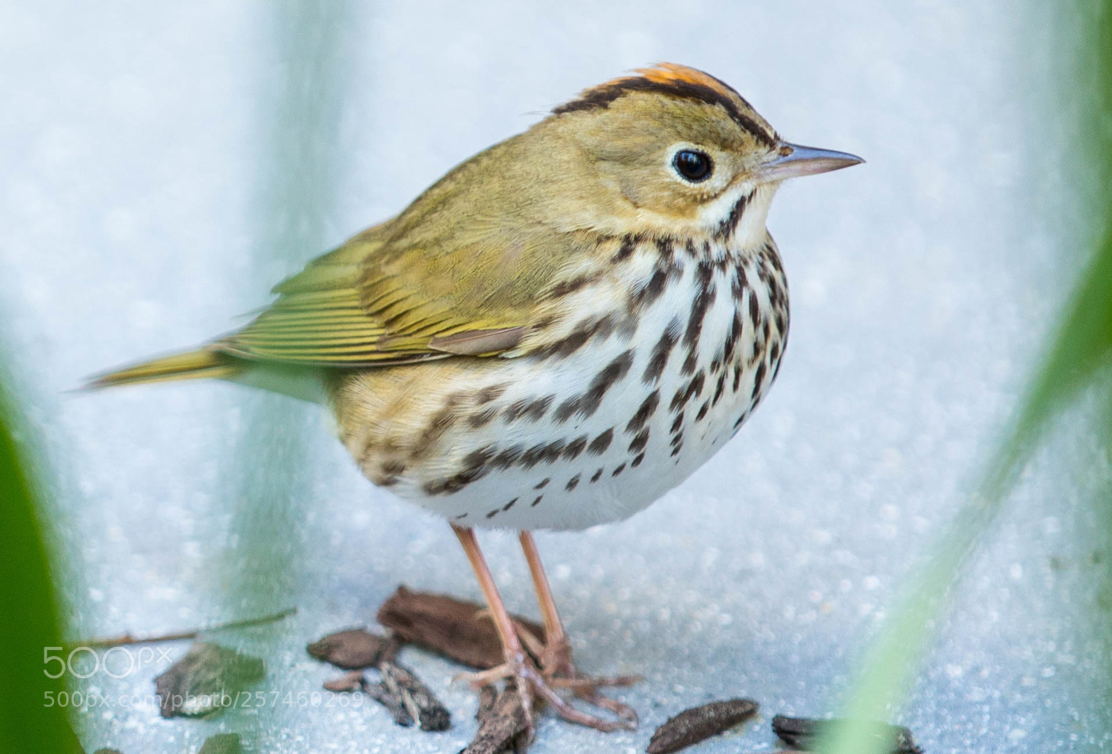 Canon EOS 5D Mark IV sample photo. Bird photography