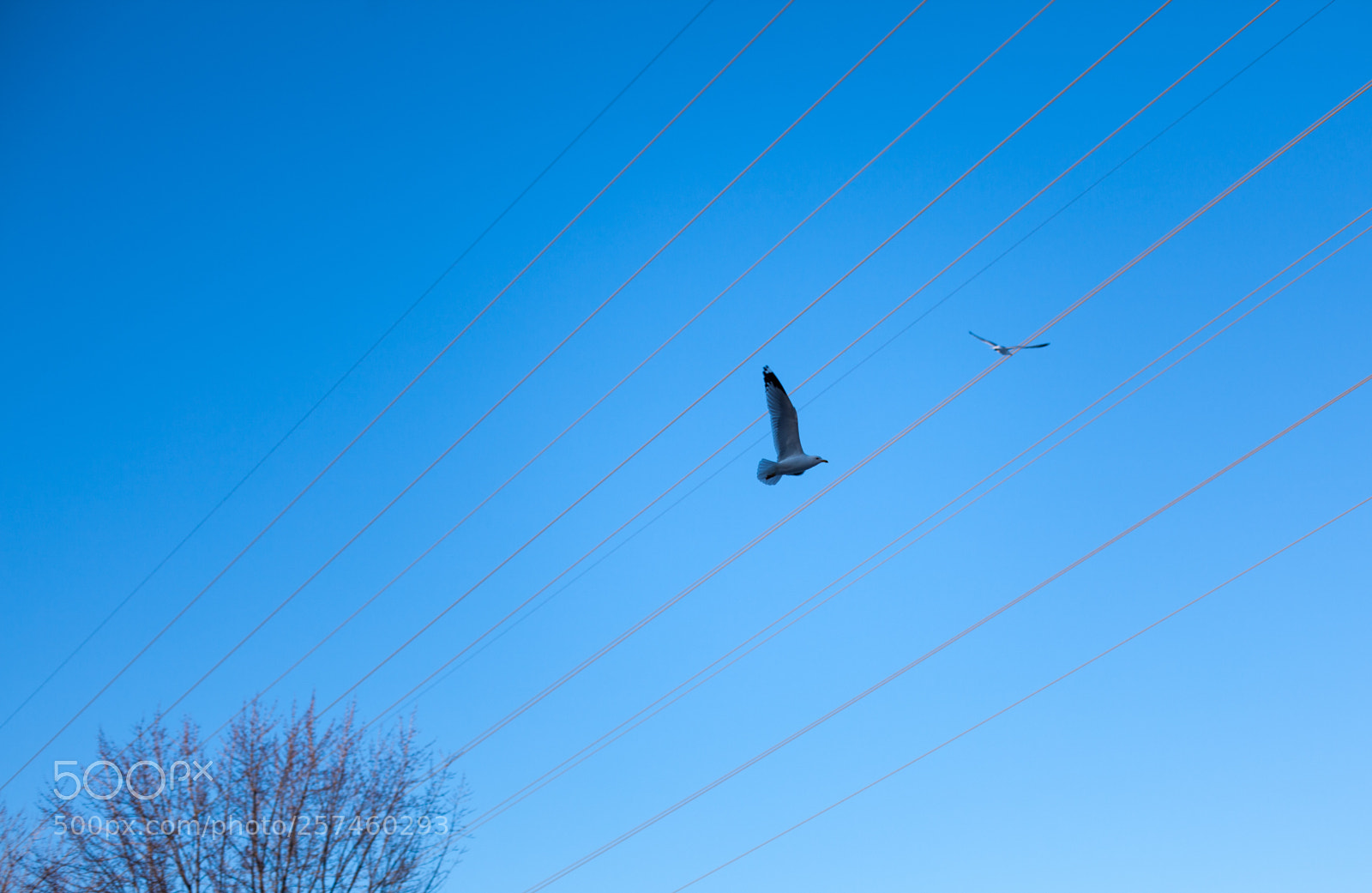 Canon EOS 5D Mark II sample photo. L'envol photography