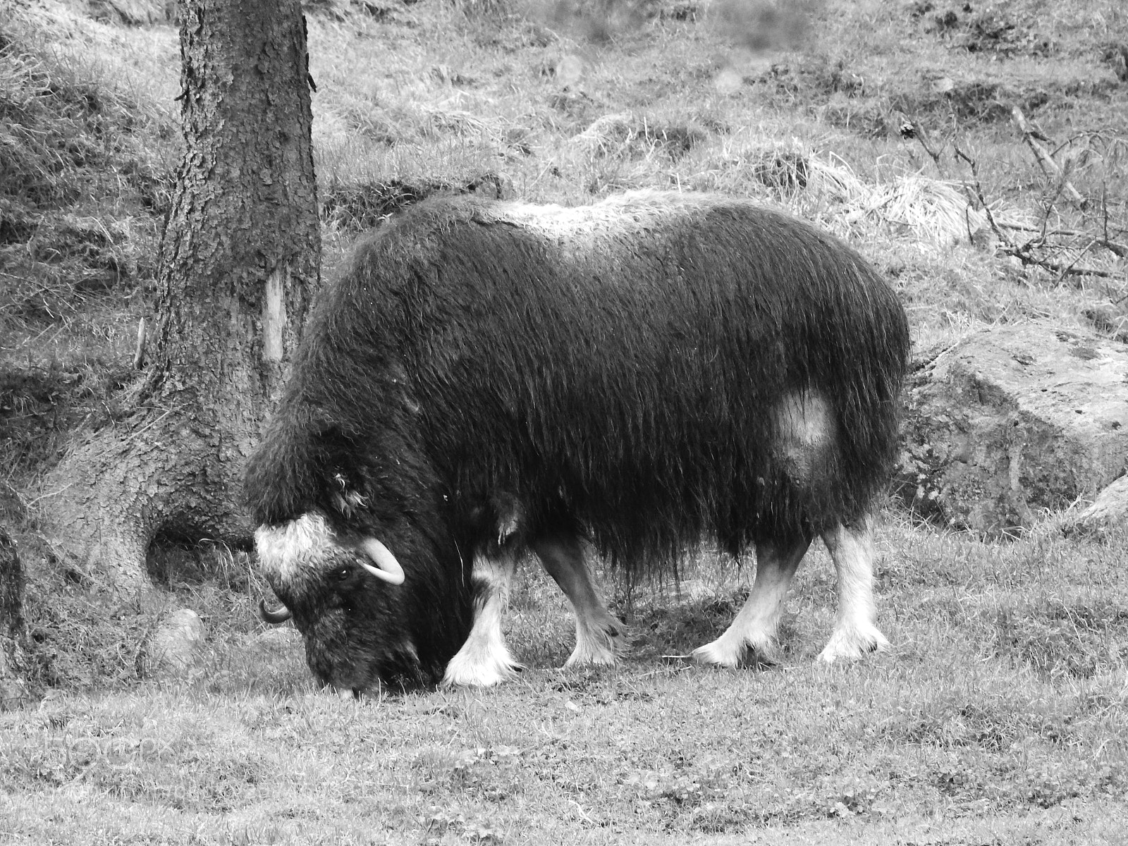 Nikon Coolpix P900 sample photo. Zoo animals photography