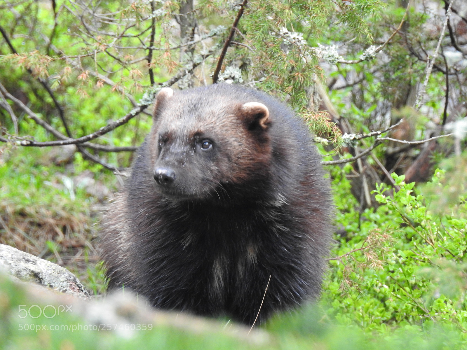 Nikon Coolpix P900 sample photo. Zoo animals photography