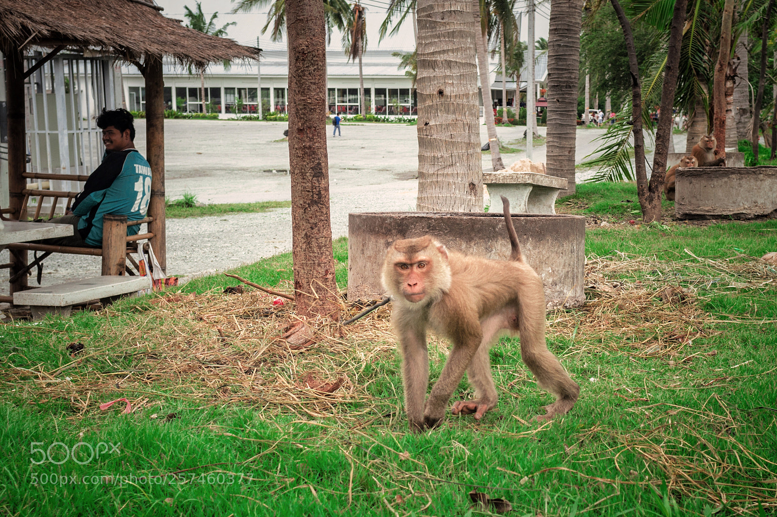 Nikon D90 sample photo. Monkey i want to photography