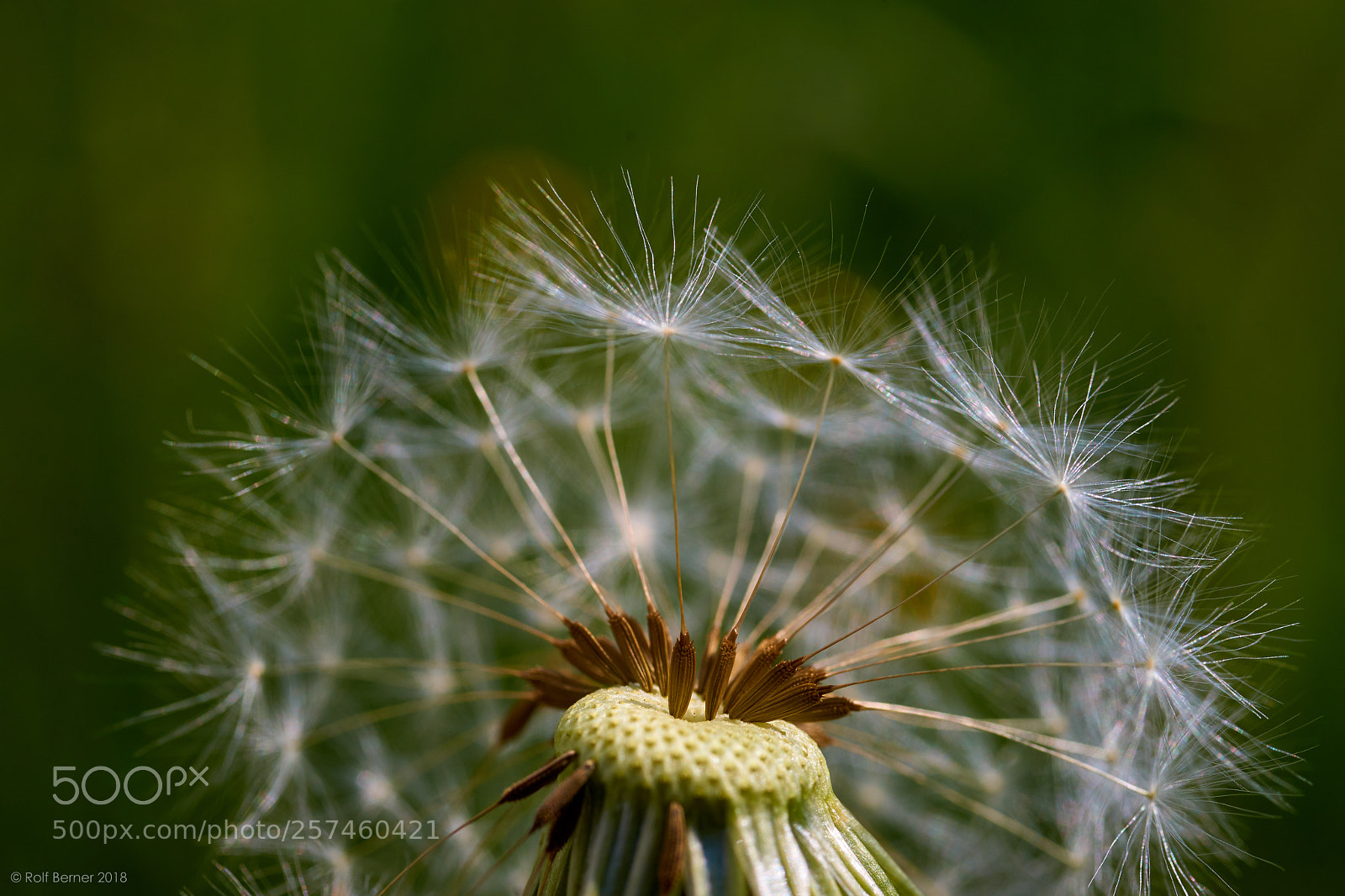 Sony SLT-A99V sample photo. Flower photography